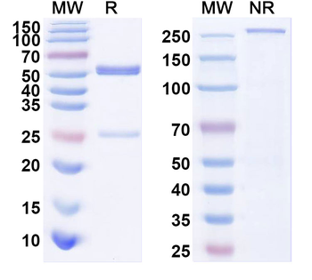 APP/Amyloid beta Mouse Monoclonal Antibody