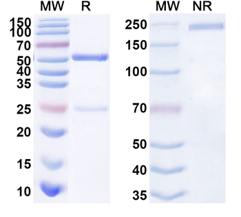 APP/Amyloid beta Mouse Monoclonal Antibody