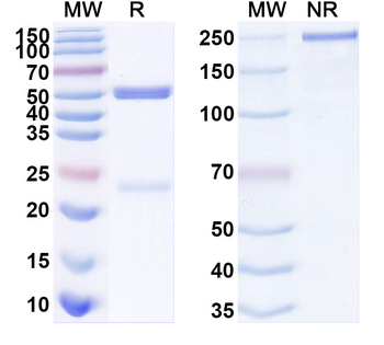 APP/Amyloid beta Mouse Monoclonal Antibody