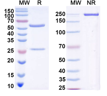 Rotavirus A VP4/Outer capsid protein VP4 Human Monoclonal Antibody