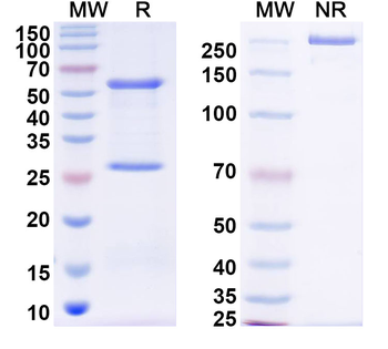 DENV2 Protein prM/prM Human Monoclonal Antibody