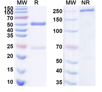 HIV1 env/Env polyprotein Human Monoclonal Antibody