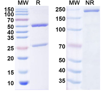 ROBO2 Mouse Monoclonal Antibody