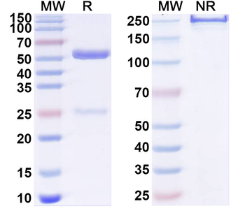 ITGA8 Mouse Monoclonal Antibody