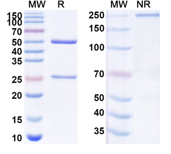 SMO/Smoothened Mouse Monoclonal Antibody