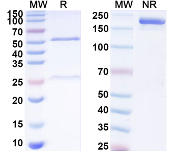 F2RL1/PAR-2 Mouse Recombinant Antibody