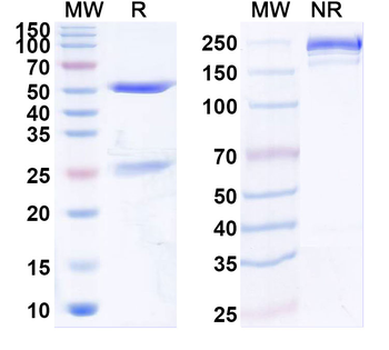 NTF3/NGF2 Mouse Recombinant Antibody