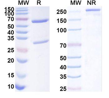 CD121b/IL1R2/IL-2R beta Mouse Monoclonal Antibody