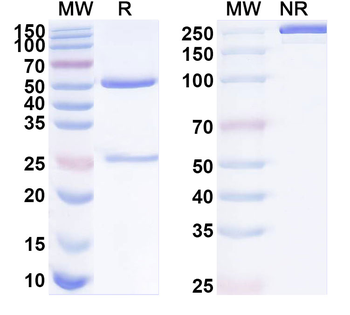 EMCN Mouse Monoclonal Antibody