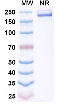 TMEM106B Mouse Monoclonal Antibody