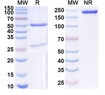 BPIFA1/LunX Mouse Monoclonal Antibody