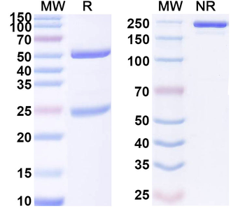 SEMA4A Mouse Monoclonal Antibody