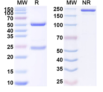 GFRA4 Mouse Monoclonal Antibody