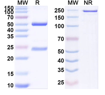 GPR87 Mouse Monoclonal Antibody