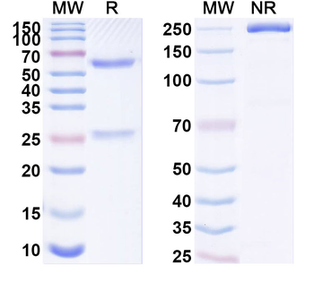C9orf72 Mouse Monoclonal Antibody