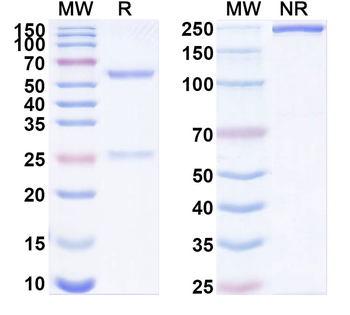 PERP Mouse Monoclonal Antibody