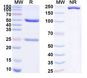 DENND1A Mouse Monoclonal Antibody