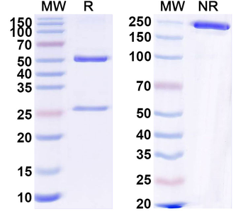NPW Mouse Monoclonal Antibody