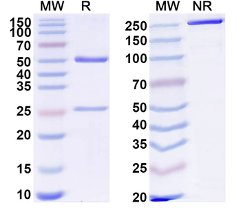 UNC5B Mouse Monoclonal Antibody