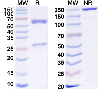 JAML Mouse Monoclonal Antibody