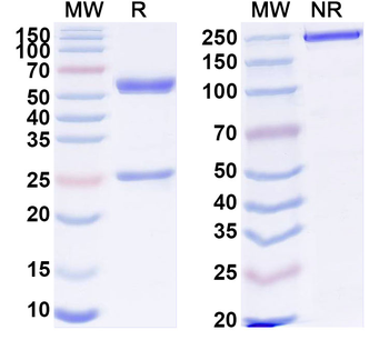 CLEC14A Mouse Monoclonal Antibody