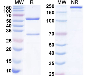 EMB Mouse Monoclonal Antibody