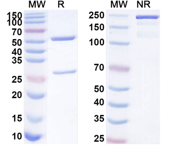 TENM4 Mouse Monoclonal Antibody