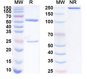 CLEC6A Mouse Monoclonal Antibody