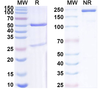 CD267/TNFRSF13B Mouse Monoclonal Antibody