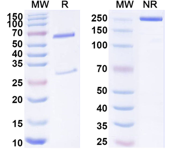 Reticulon-4/RTN4/Nogo-A Mouse Monoclonal Antibody