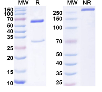 HARS1 Mouse Monoclonal Antibody