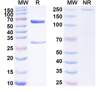 KCNH1/EAG1 Mouse Monoclonal Antibody