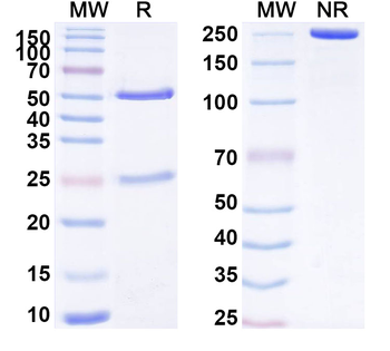 CHRDL1 Mouse Monoclonal Antibody