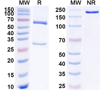 CD153/TNFSF8/CD30L Mouse Monoclonal Antibody