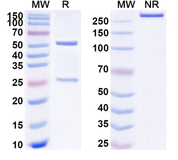 F5/Factor V Mouse Monoclonal Antibody