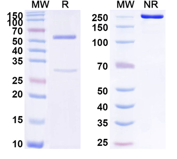 ANXA1/Annexin A1 Mouse Monoclonal Antibody