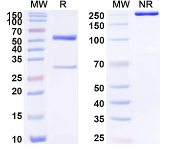 SFRP4 Mouse Monoclonal Antibody