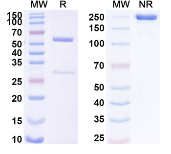 PADI2 Mouse Monoclonal Antibody