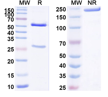 CD300a Mouse Monoclonal Antibody