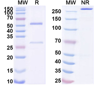 SEMA4B Mouse Monoclonal Antibody
