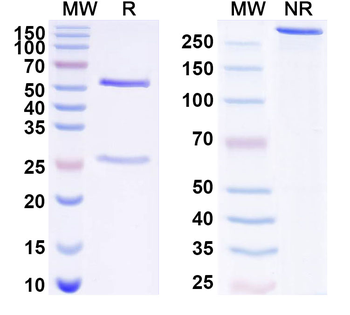 CADM2 Mouse Monoclonal Antibody
