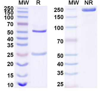 DAB2IP Mouse Monoclonal Antibody