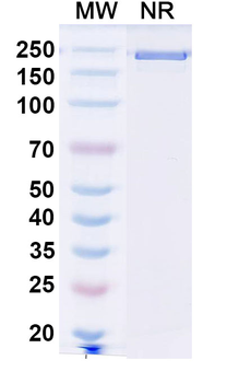 SEZ6 Mouse Monoclonal Antibody