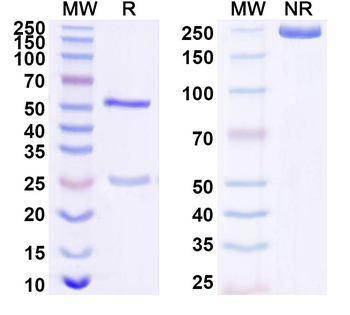 CDON Mouse Monoclonal Antibody