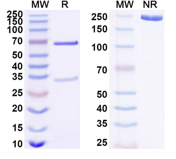 RSPO1 Mouse Monoclonal Antibody