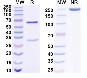 STX1A Mouse Monoclonal Antibody