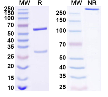 CDK5R1 Mouse Monoclonal Antibody