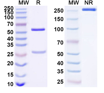 FGL2 Mouse Monoclonal Antibody