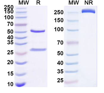 DSC2 Mouse Monoclonal Antibody