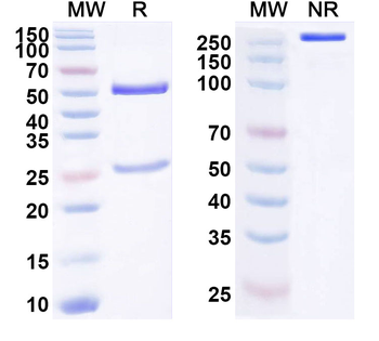 VAMP2 Mouse Monoclonal Antibody